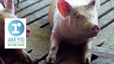 Micro Agropecuario: Buen crecimiento de las exportaciones porcinas en el primer semestre del ao