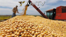 AMTV: Problemas climticos afectan al trigo. Cosecha en EEUU ejerce presin