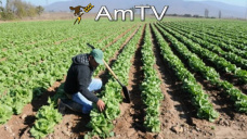 AMTV: Se espera un pasaje de rea sembrada de maz a soja en EEUU