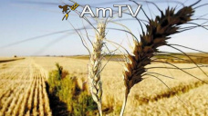 AMTV: Previo al Reporte Trimestral del USDA, la soja registra ganancias y el maz se mantienen estable