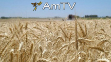 AMTV: Soja y maz operan en alza mientras que el trigo presenta pocos cambios