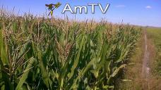 AMTV: Se incrementara el rea de maz. Granos en terreno negativo