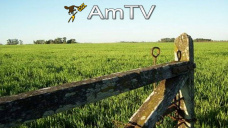 AMTV: Comienza la semana con pocos cambios para soja y maz mientras el trigo baja