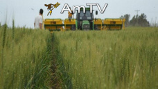 AMTV: Finaliz la implantacin de trigo. Soja y maz operan en baja
