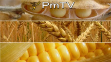 PMTV: El USDA recort stocks de soja y maz y mantiene proyecciones de cosecha argentina