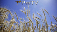 PMTV: Trigo y maz con movimientos al alza. Soja dej un mercado negativo