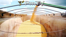 PMTV: Los contratos de soja cayeron ms de U$S 11/Tn