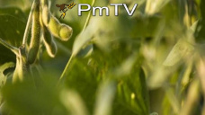 PMTV: Avances poco significativos por soja en CBOT. Mercado local con volumen discreto